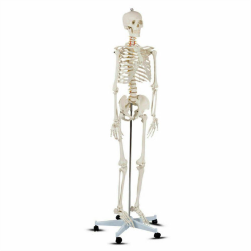 Slickblue Medical School Human Anatomy Class Life-size Skeleton Model
