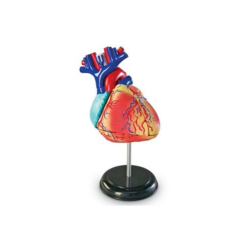 Learning Resources Heart Anatomy Model