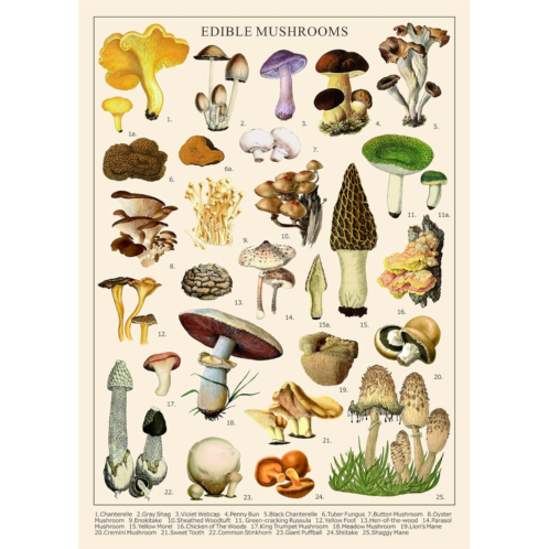 BBOLDIN Vintage Mushroom Puzzle 1000 Pieces for Adult, Vintage Fungi Jigsaw Puzzle of 25 Edible Mushrooms, Champignons Plant Puzzle as Gifts for Mycophile