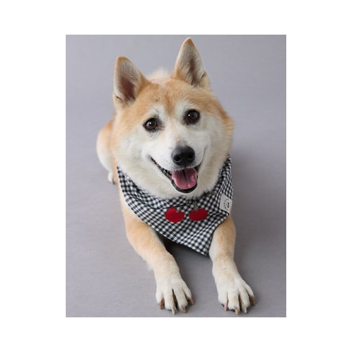 American Eagle ABO Gingham Cherry Dog Bandana