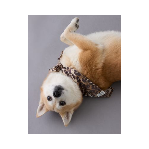 American Eagle ABO Leopard Dog Bandana