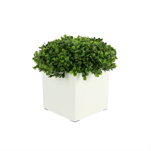 Creative Displays booxwood in white square pot