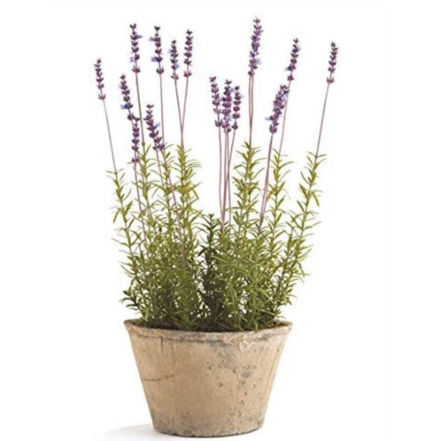 Napa Home & Garden conservatory french lavender potted herb 21-inch