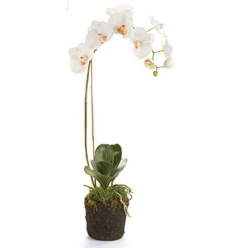 Napa Home & Garden conservatory phalaenopsis orchid drop-in 26-inch