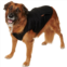 Canada Pooch Reversible Dog Vest - 22