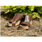 Corkys Footwear carley croc sandal in brown