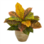 HomPlanti garden croton artificial plant in ceramic planter (real touch) 15