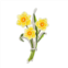 Napier Daffodils Pin