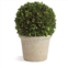 Napa Home & Garden preserved boxwood ball in grey pot, 8-inch